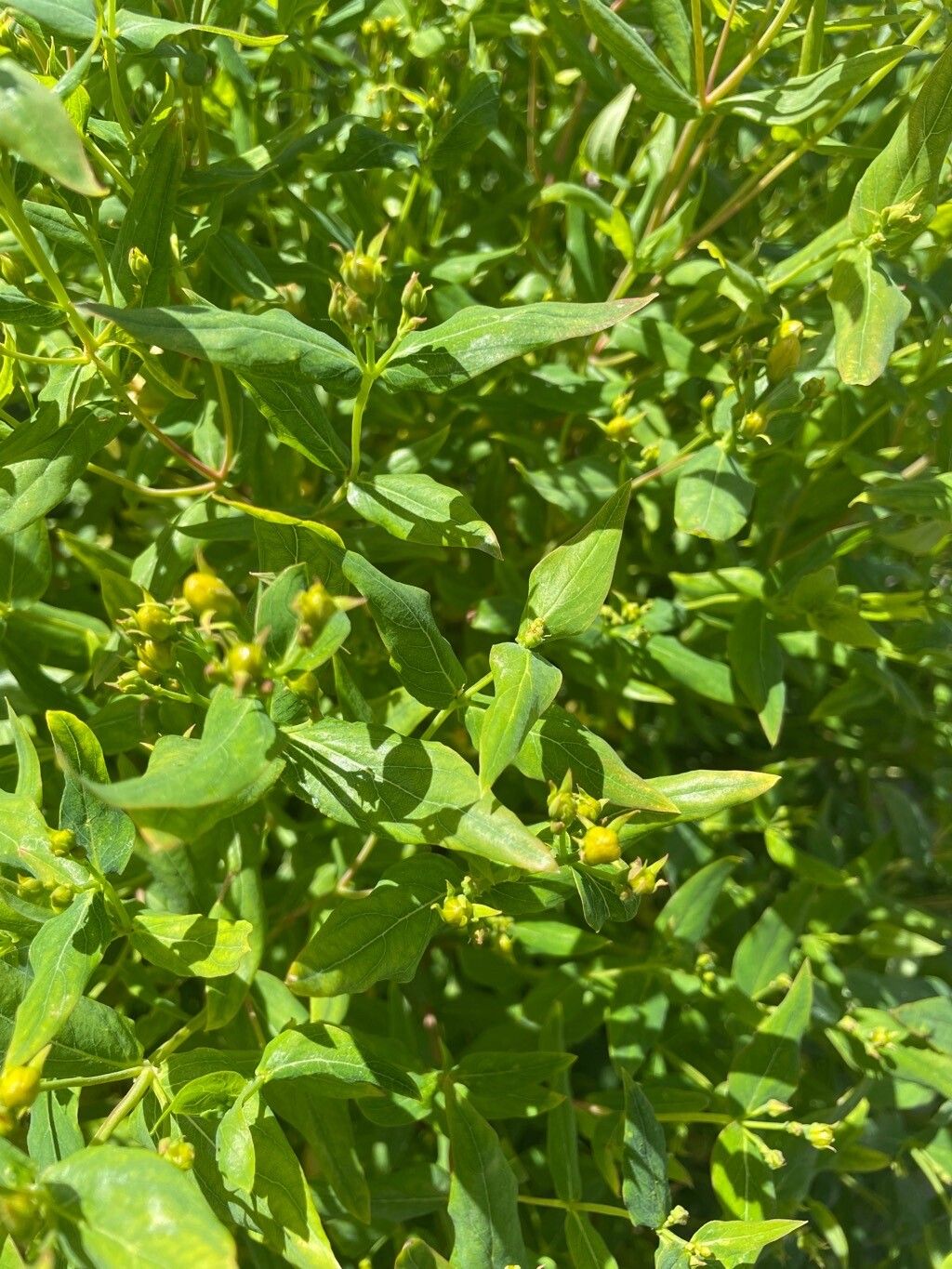 Hypericum punctatum leaf
