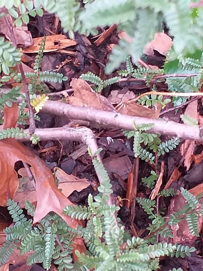 Osteomeles schwerinae bark