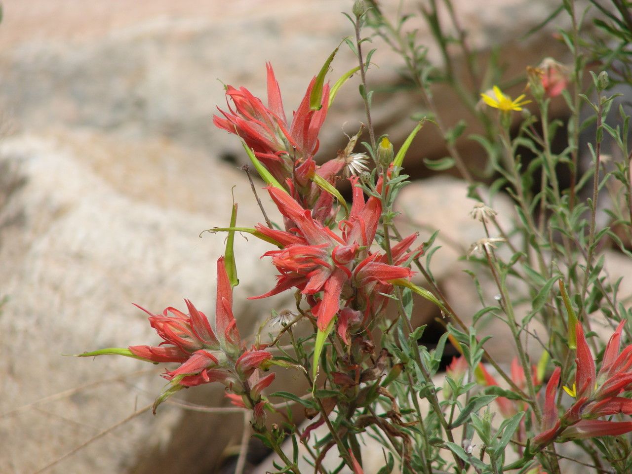 Castilleja tenuiflora flower