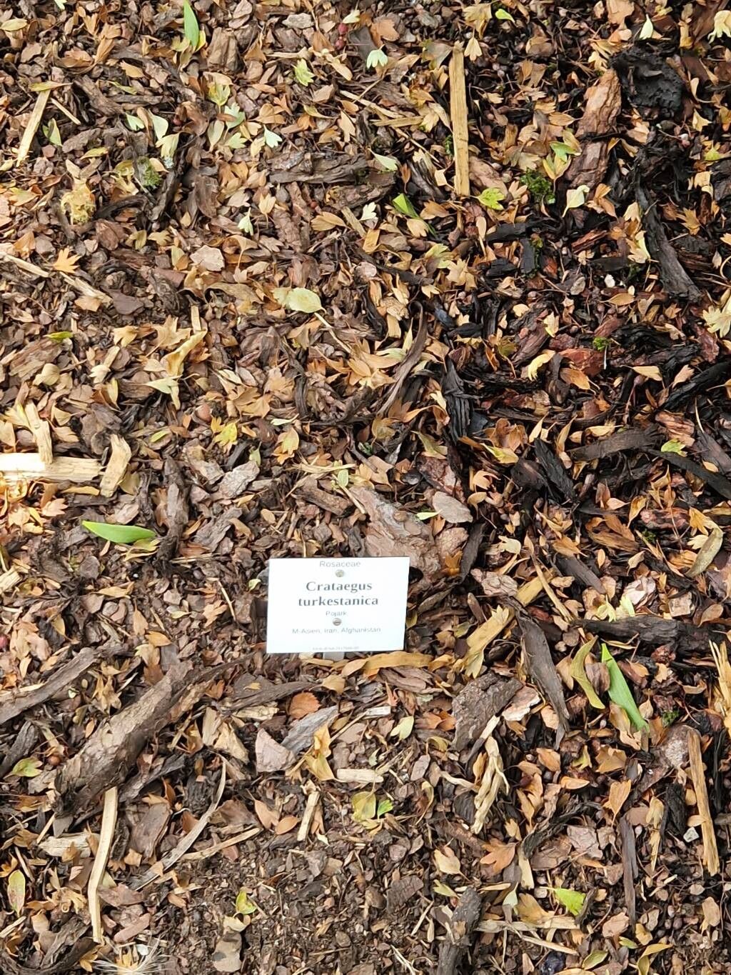 Crataegus turkestanica other
