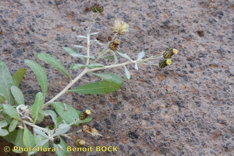 Phagnalon melanoleucum habit