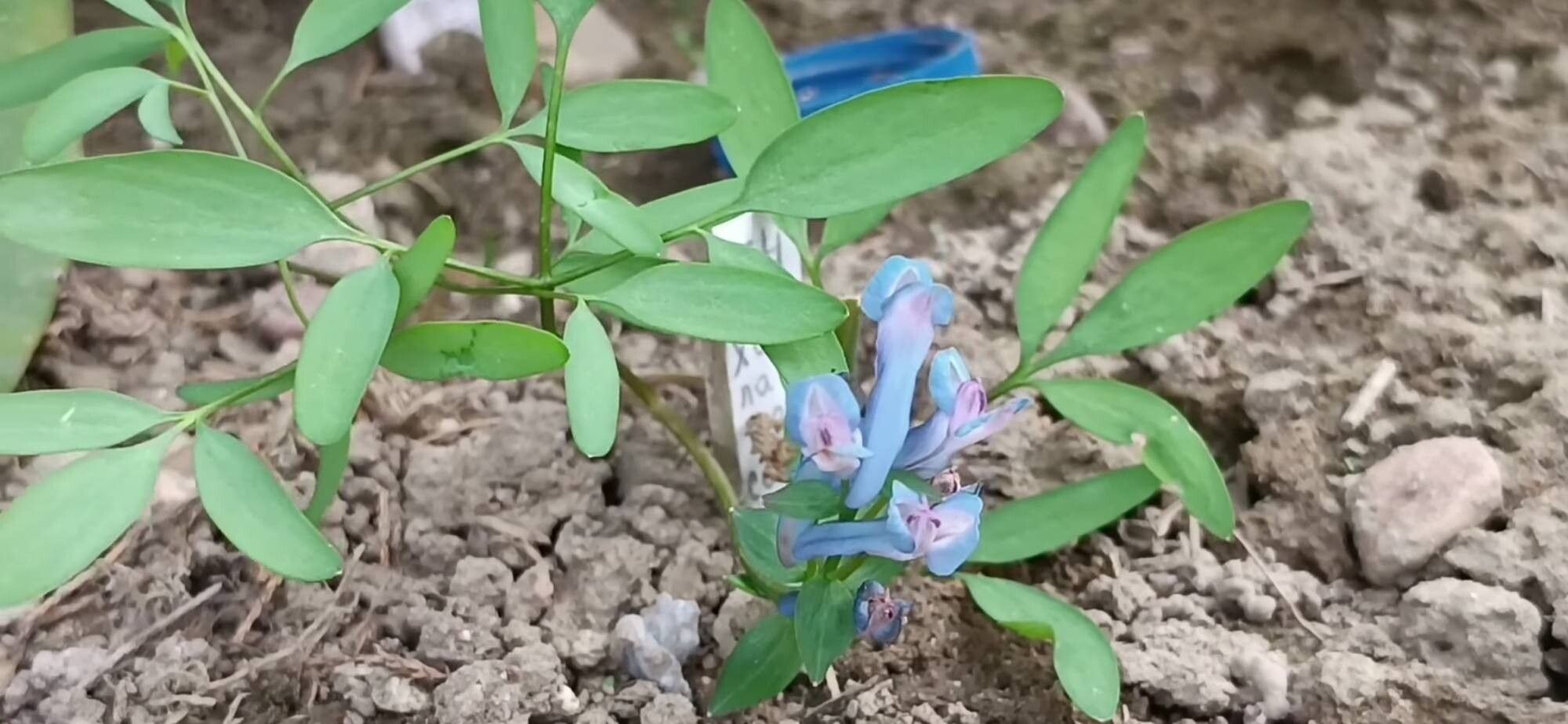 Corydalis ambigua — related species from the same genus