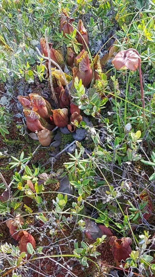 Sarracenia purpurea flower