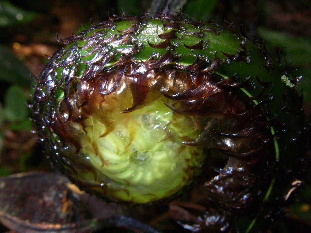 Stigmatopteris longicaudata fruit