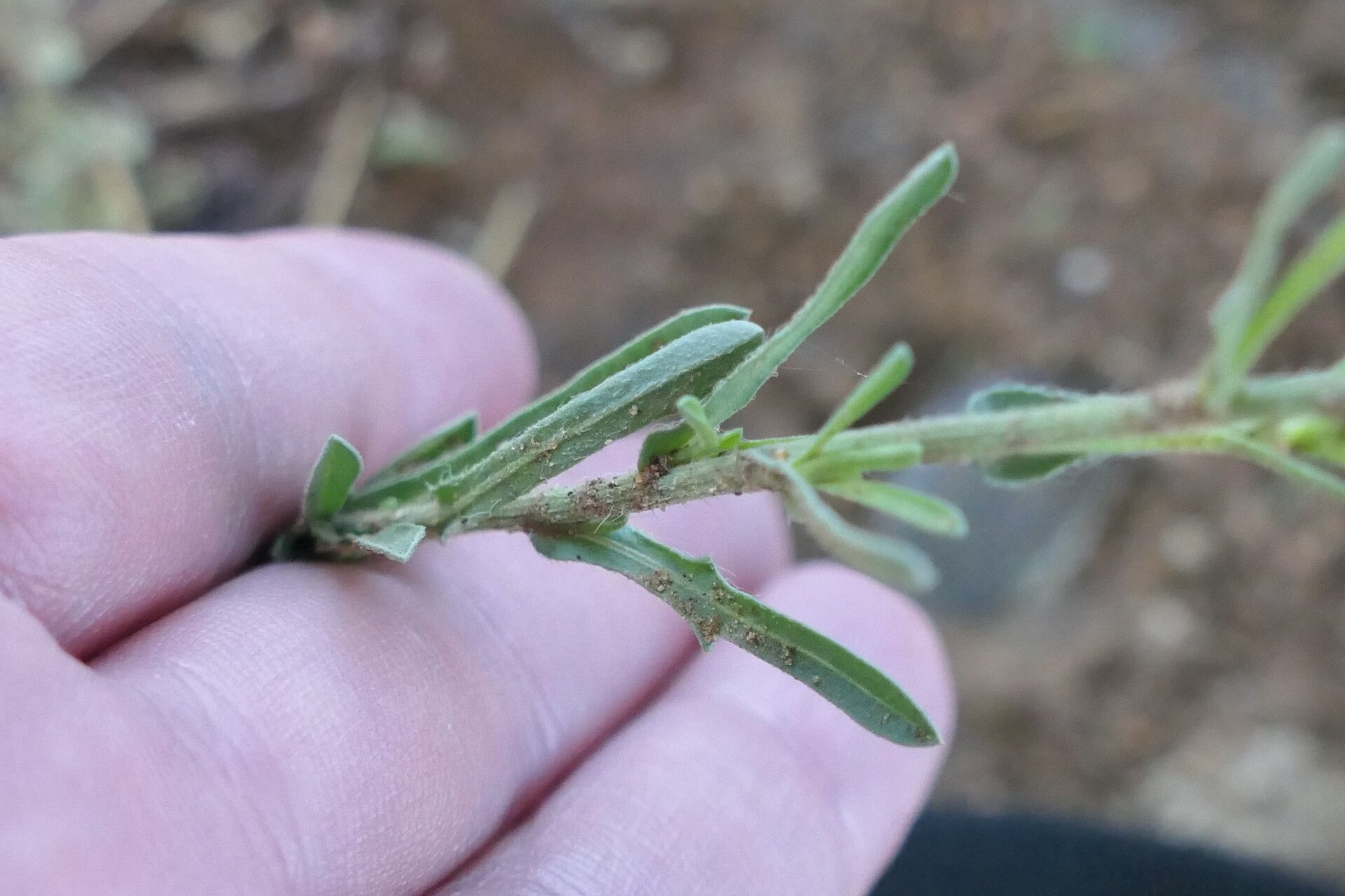 Nidorella resedifolia bark
