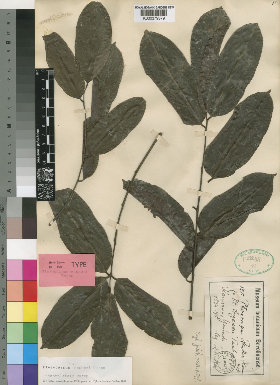 Pterocarpus zenkeri — search result for 'Pterocarpus'