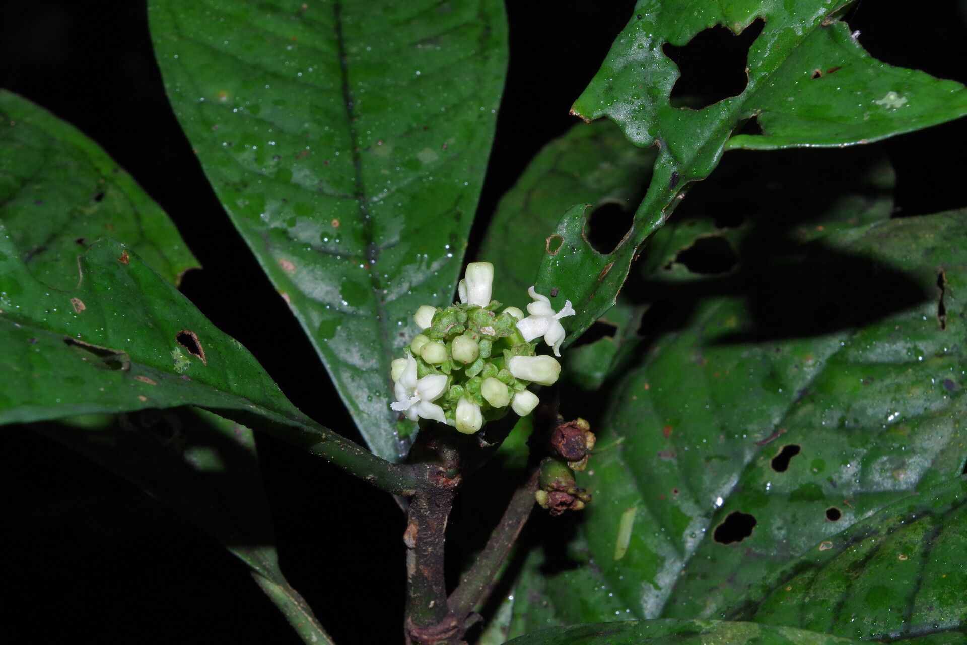 Psychotria issembei flower