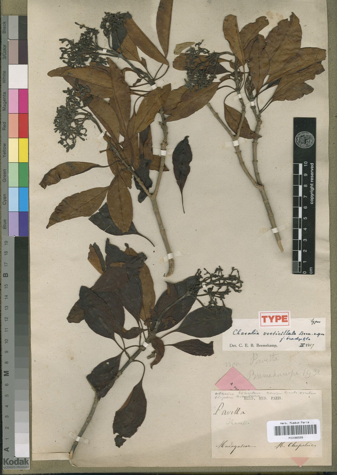 Chassalia verticillata — houseplant care guide