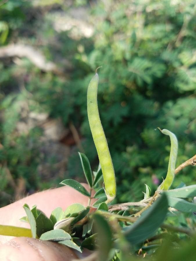 Tephrosia cinerea fruit