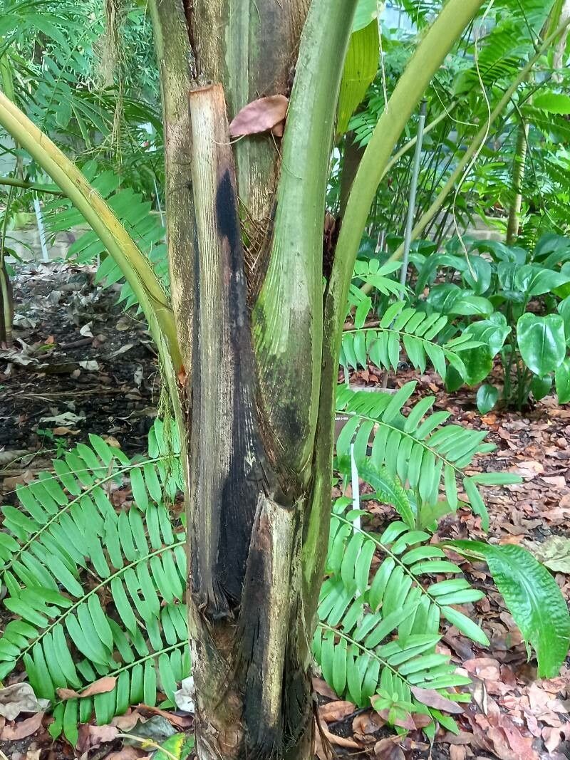 Pelagodoxa henryana bark