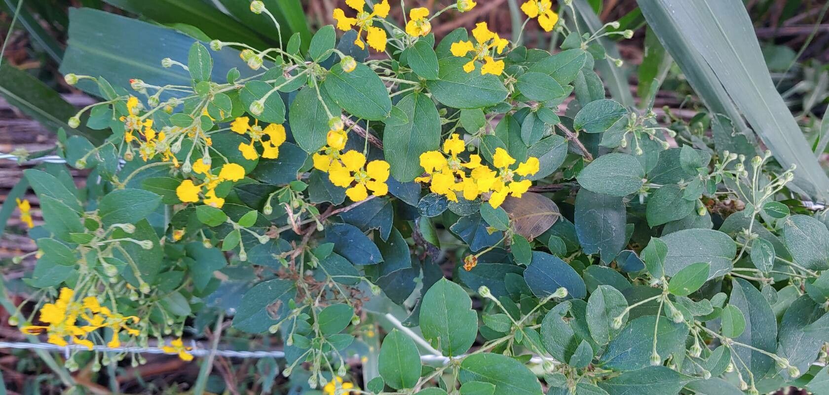 Stigmaphyllon ellipticum other