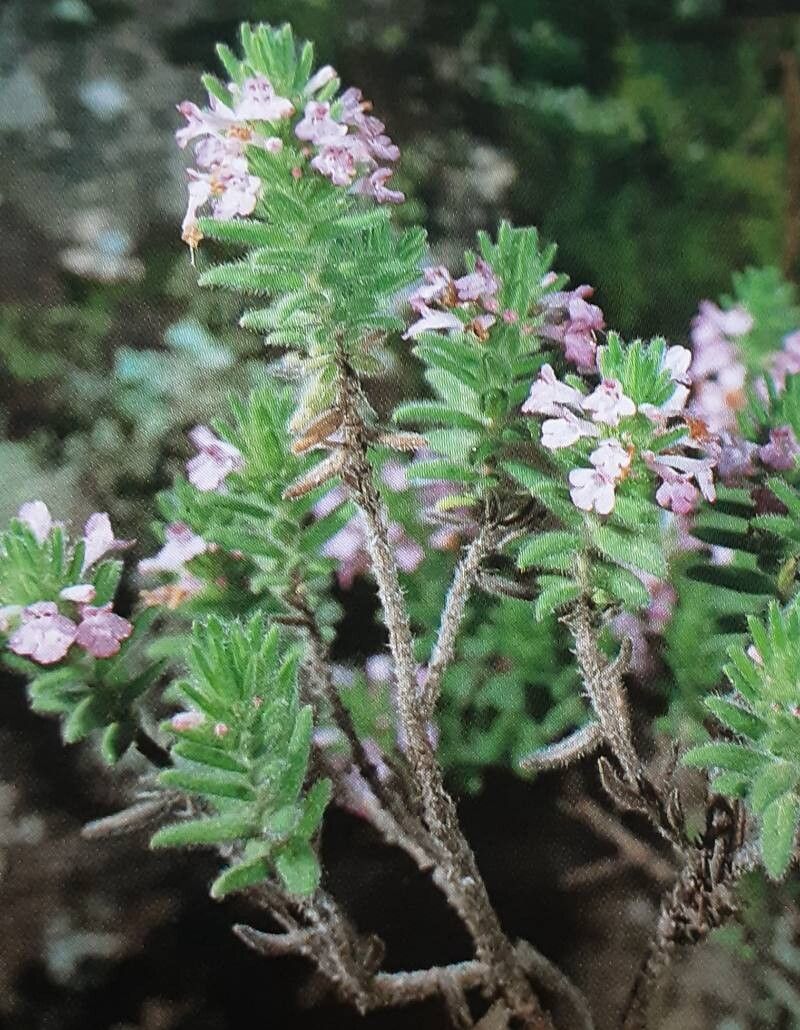 Micromeria pineolens habit
