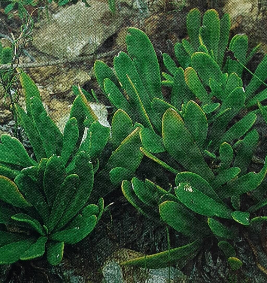 Skiatophytum skiatophytoides — related species from the same genus