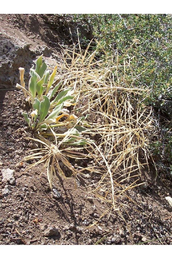 Phoenicaulis cheiranthoides habit