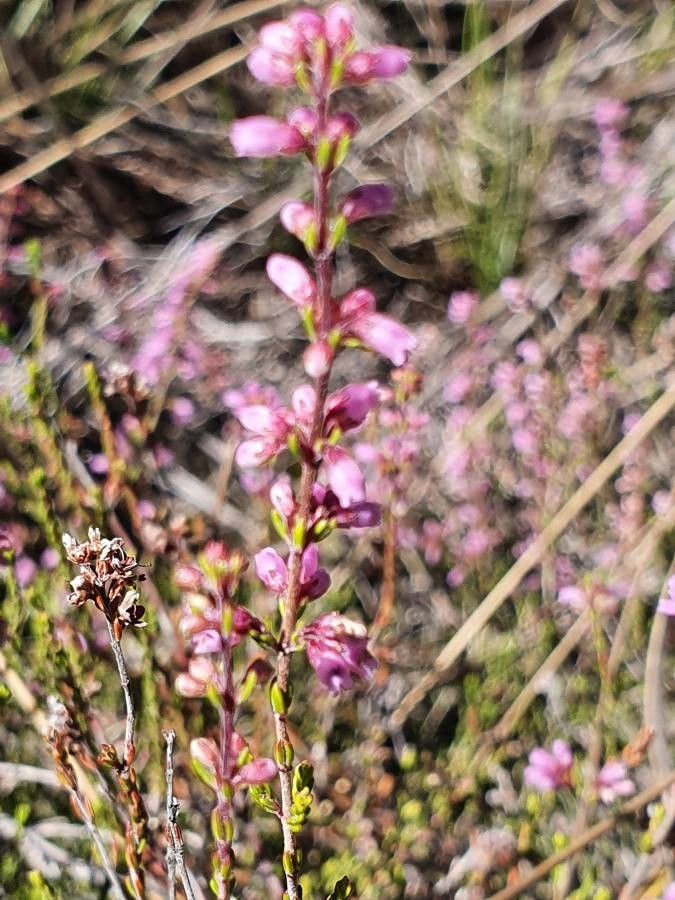 Erica whyteana flower
