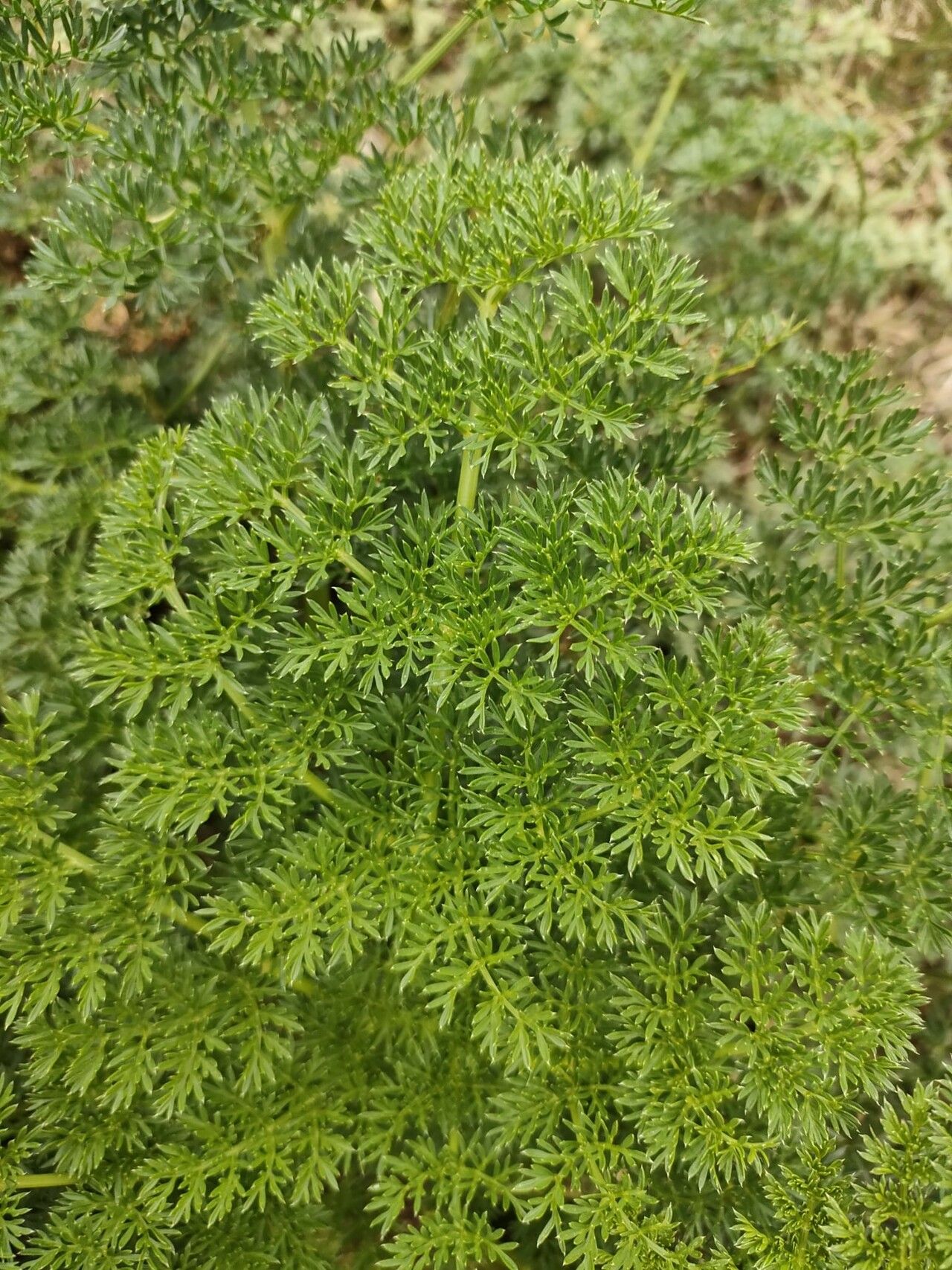Ligusticum lucidum leaf