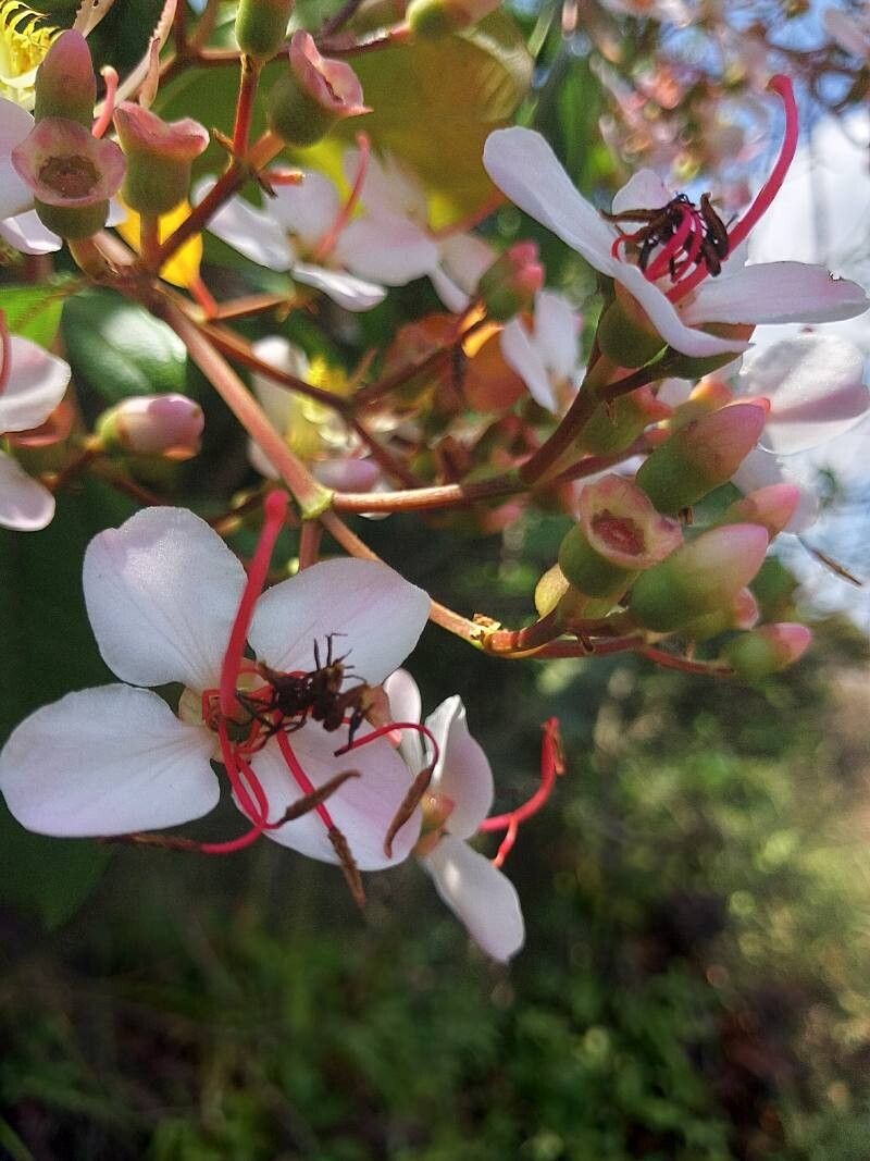 Dichaetanthera oblongifolia flower