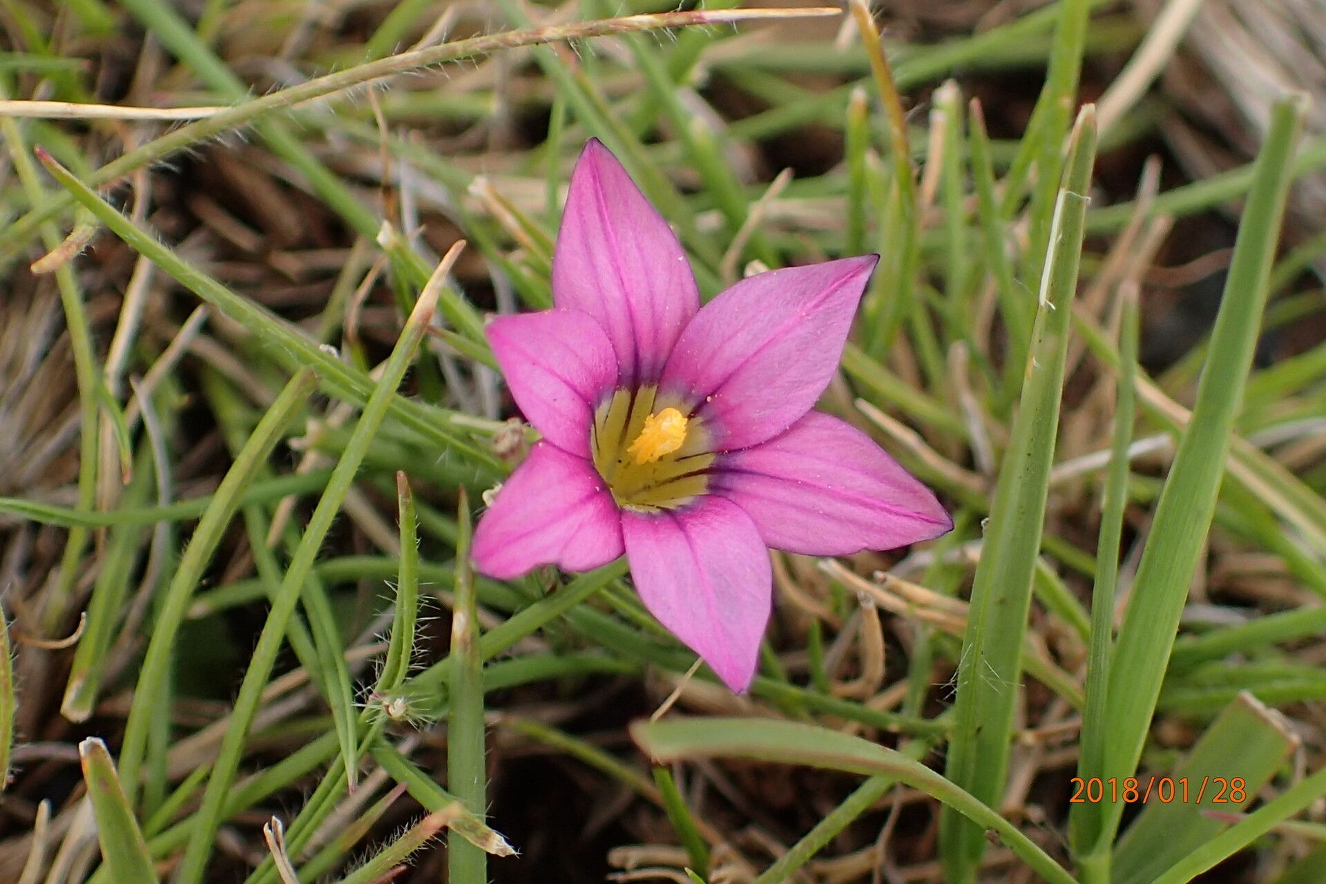 Romulea camerooniana flower