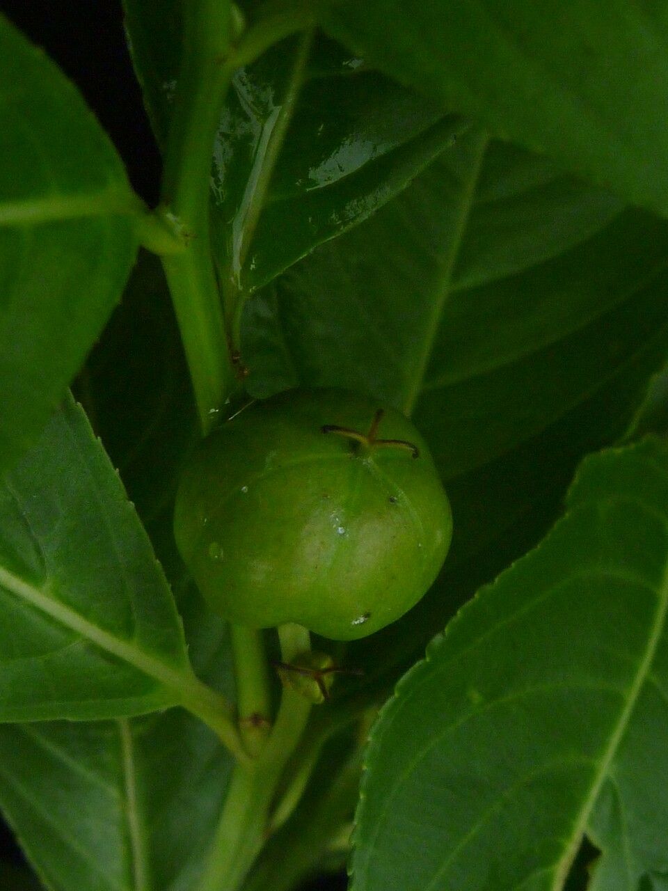 Excoecaria acerifolia — related species from the same genus