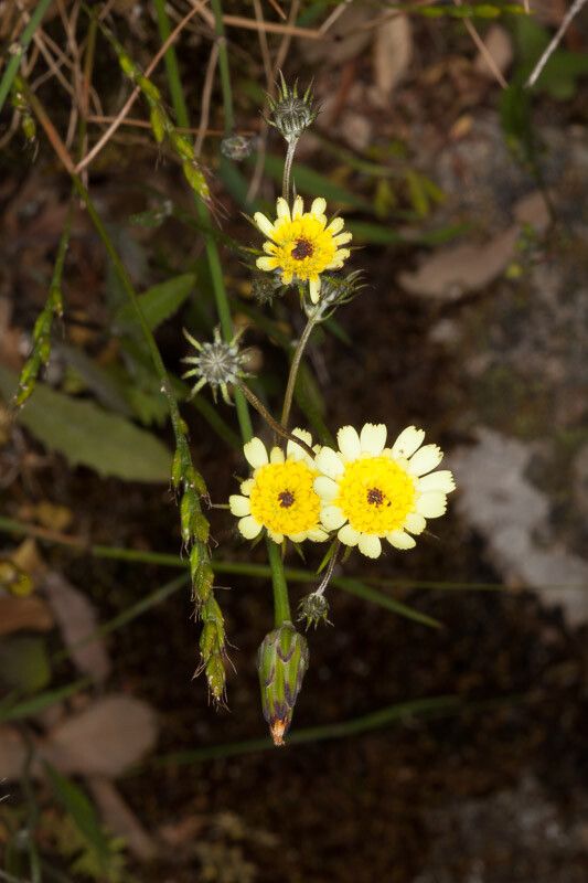 Tolpis umbellata flower