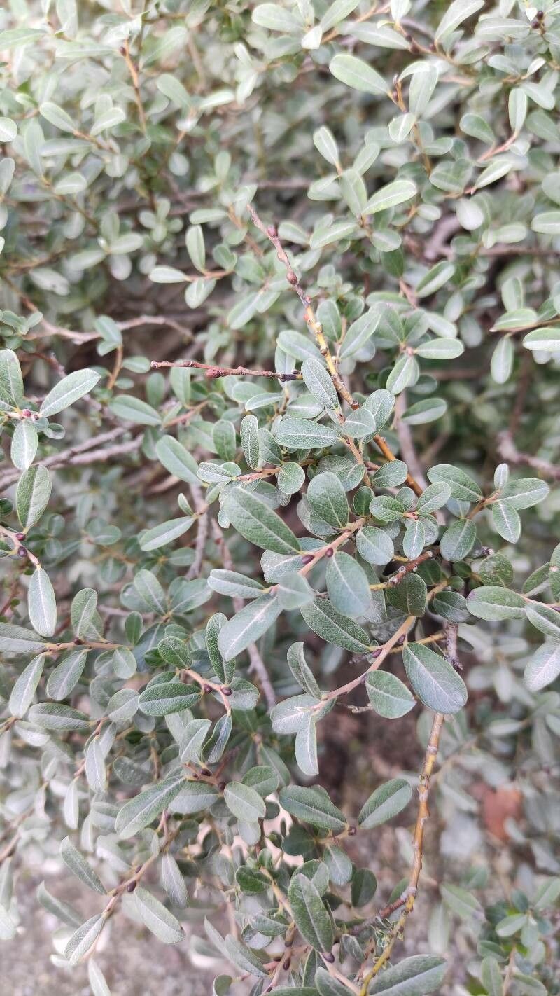 Salix glauca — soil improver houseplant