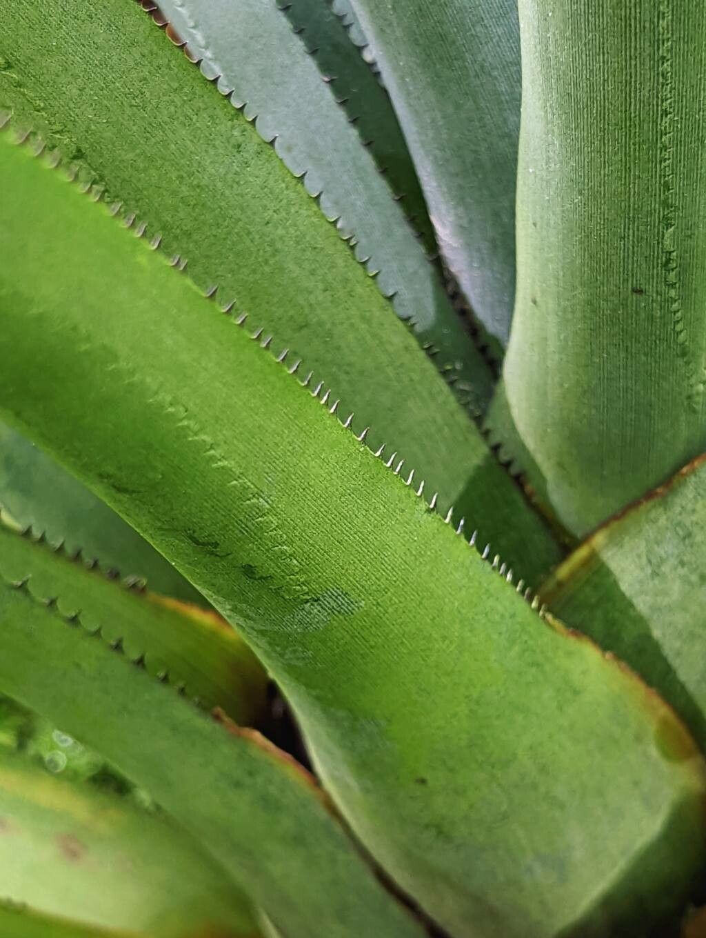 Aechmea ornata leaf