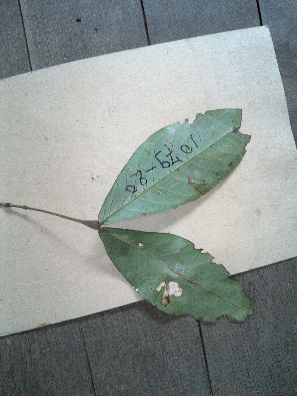 Inga umbellifera — search result for 'Inga'