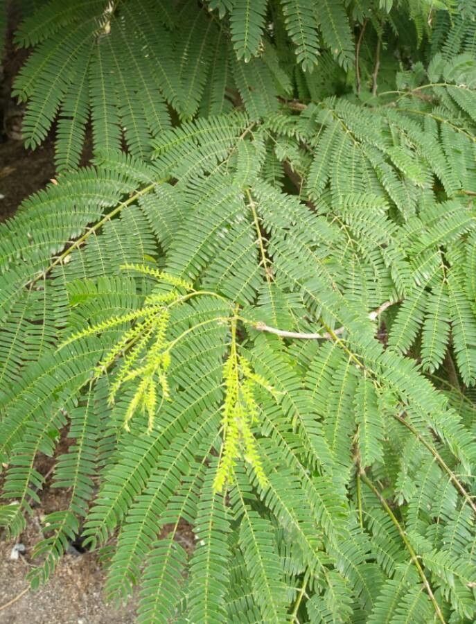 Enterolobium cyclocarpum