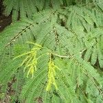 Enterolobium cyclocarpum