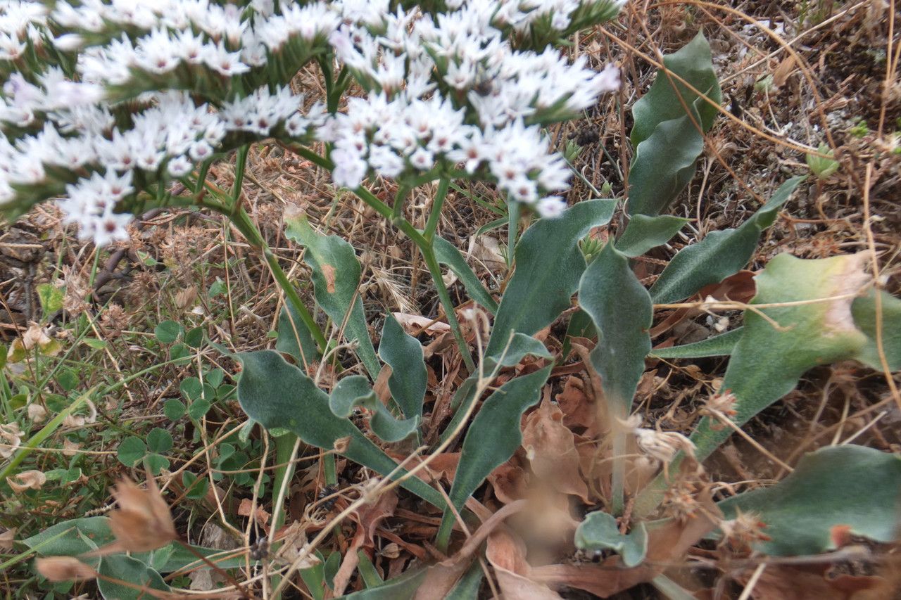 Goniolimon tataricum — search result for 'Plumbaginaceae'