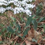 Goniolimon tataricum