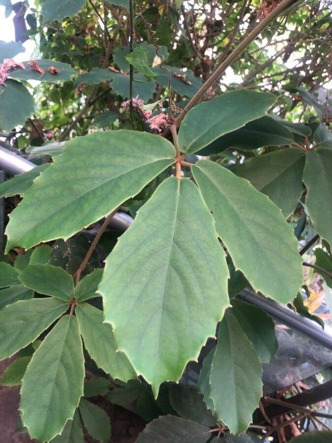 Tetrastigma voinierianum leaf