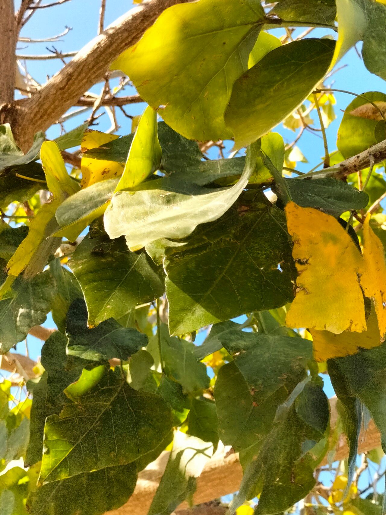 Erythrina lysistemon — search result for 'Erythrina'