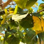 Erythrina lysistemon