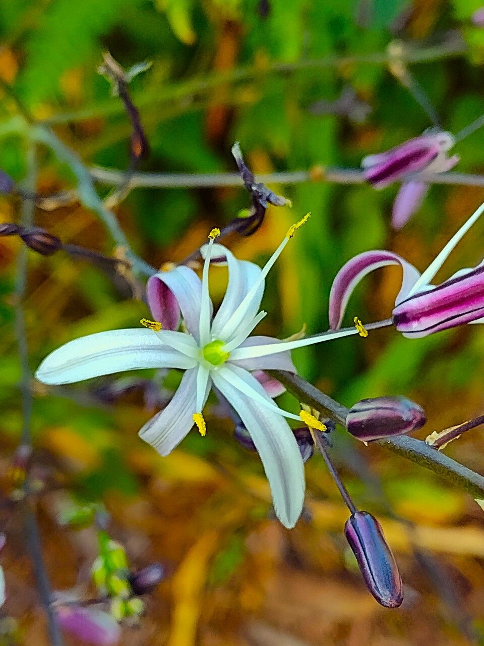 Chlorogalum pomeridianum flower