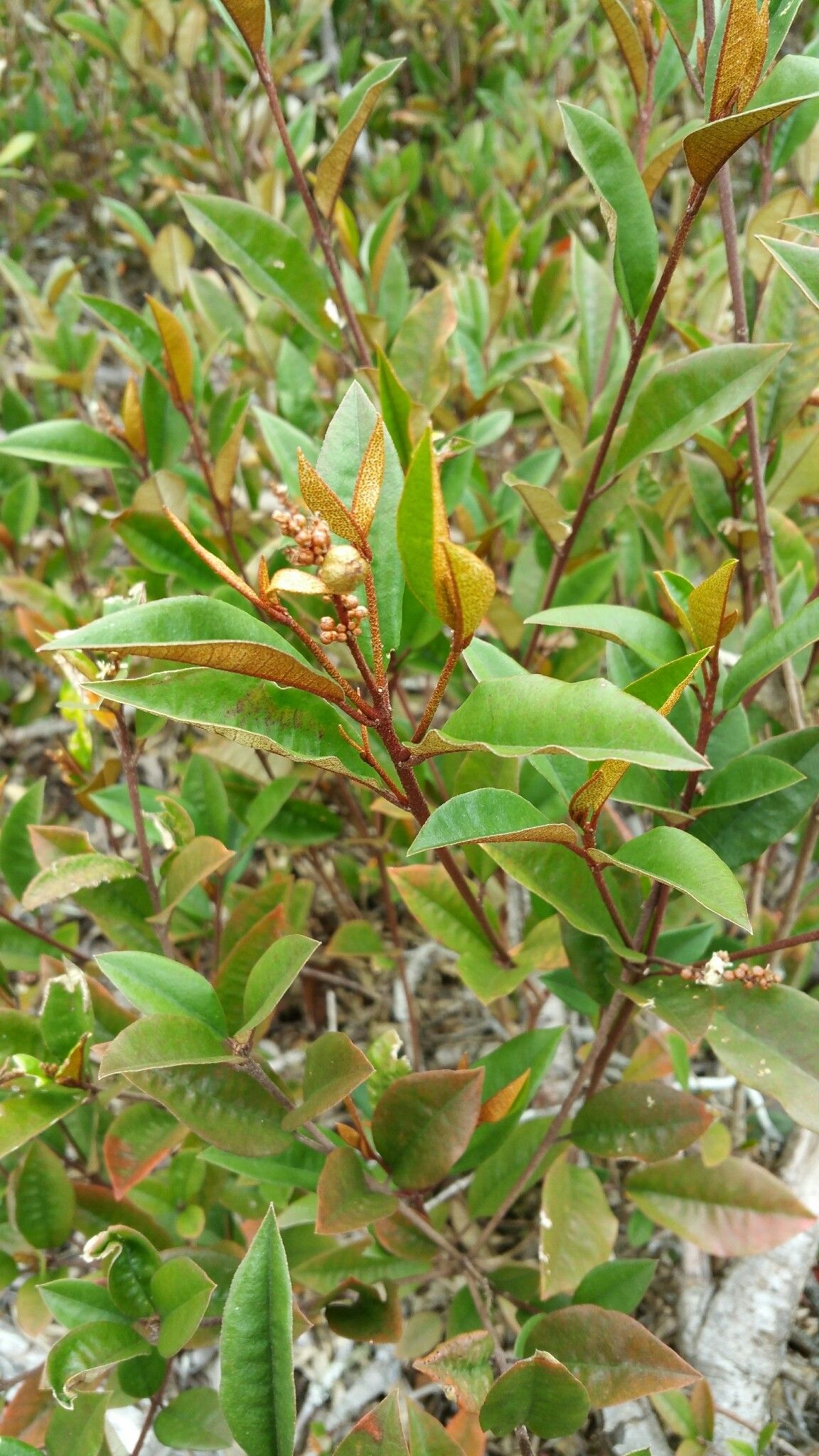 Croton ferricretus habit