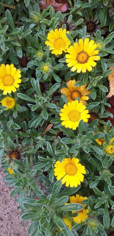 Pallenis maritima flower