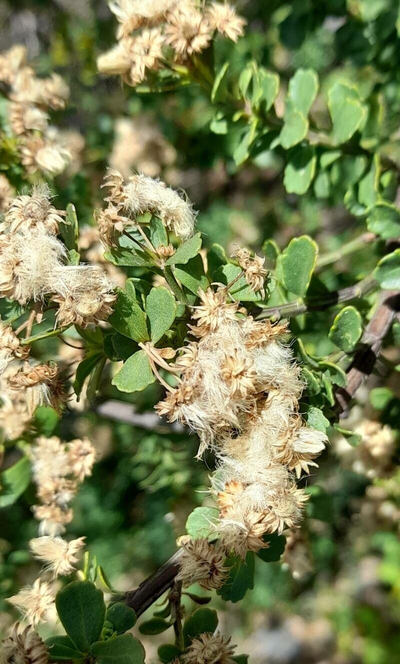 Baccharis obovata fruit