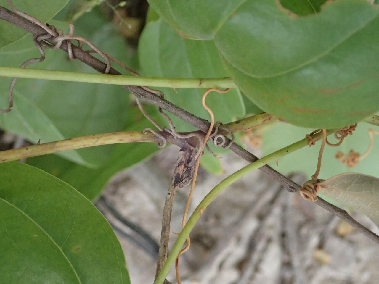 Smilax anceps leaf