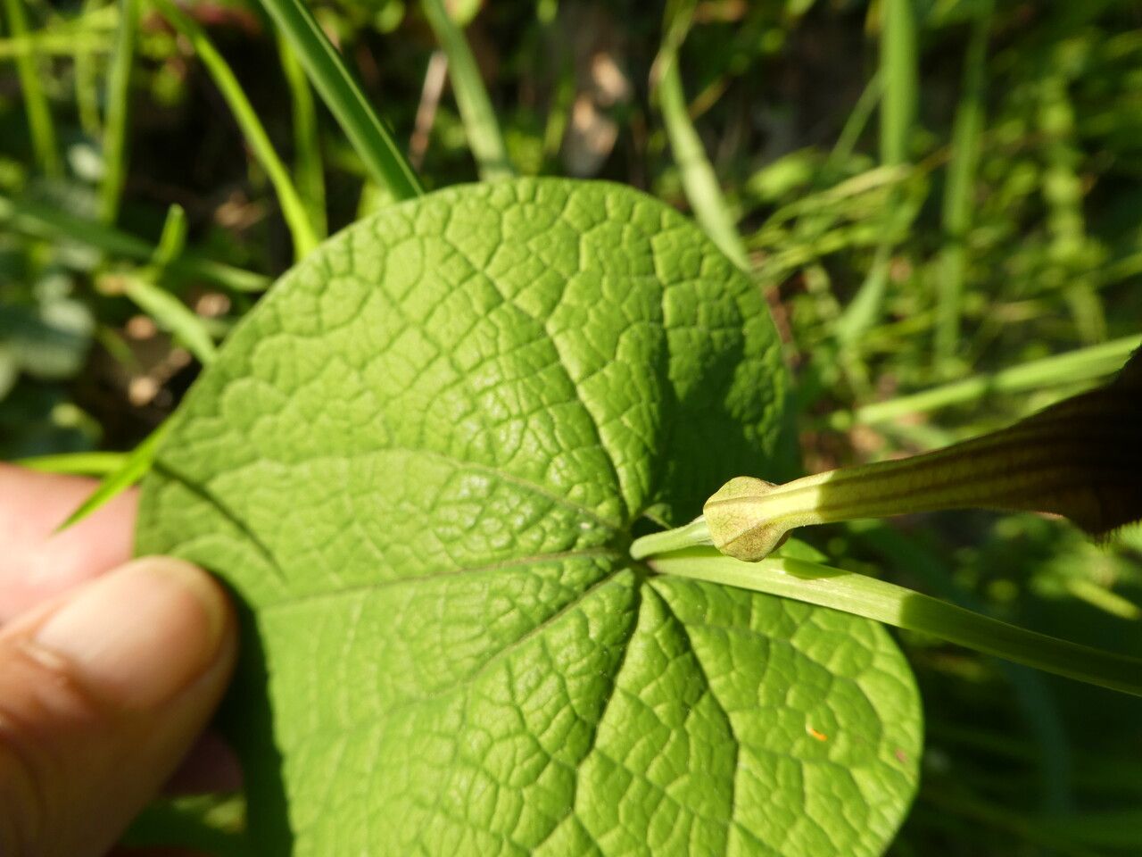Aristolochia rotunda leaf