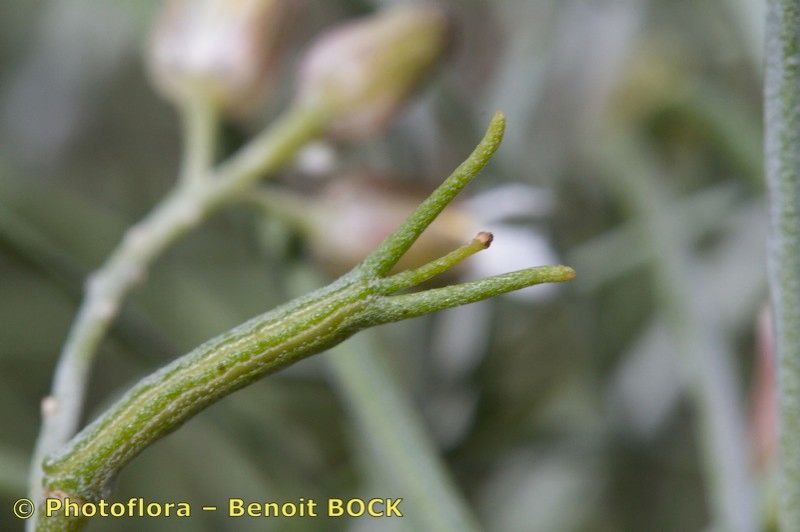 Parolinia glabriuscula bark