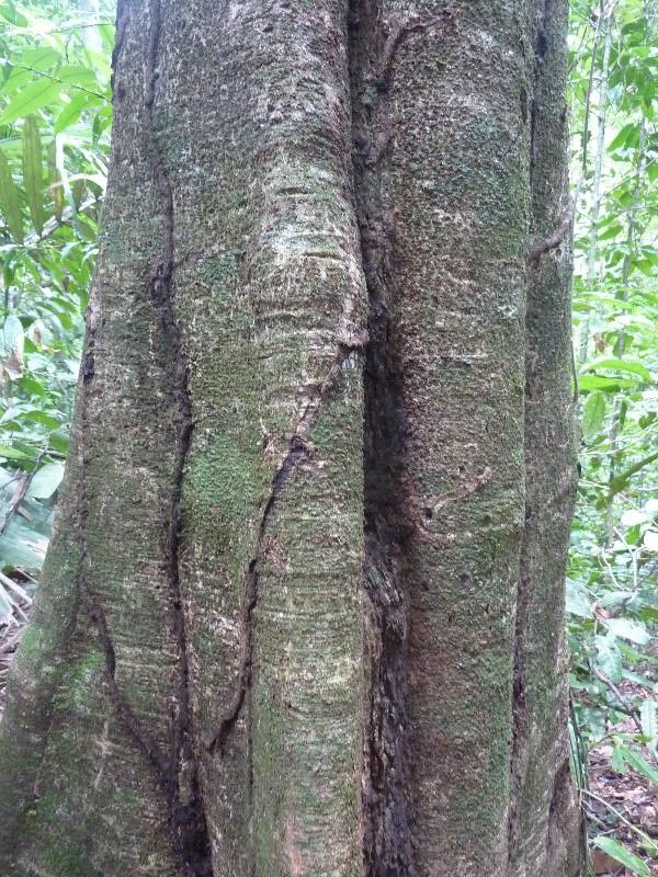 Inga leiocalycina bark