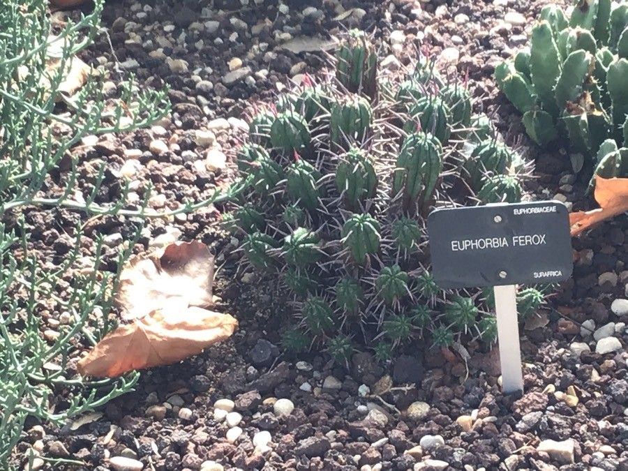 Euphorbia ferox — houseplant care guide