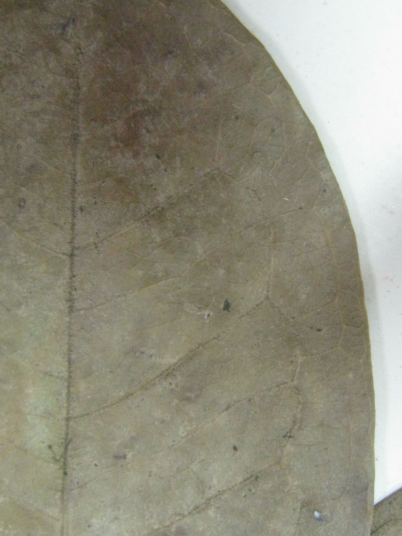 Eugenia gomesiana other