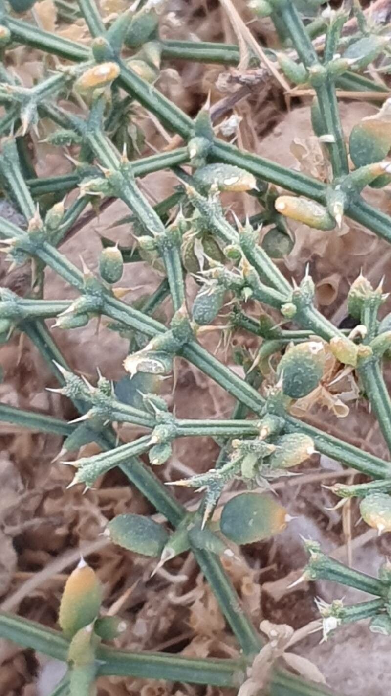 Zygophyllum bruguieri — related species from the same genus