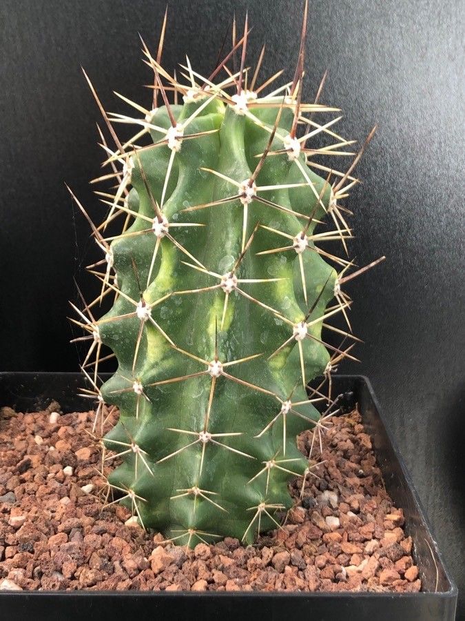 Echinocereus fendleri — search result for 'Echinocereus'