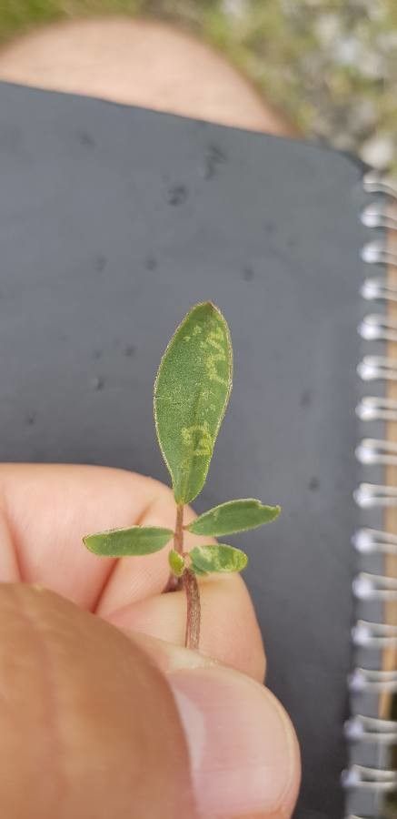 Anthyllis alpestris — related species from the same genus