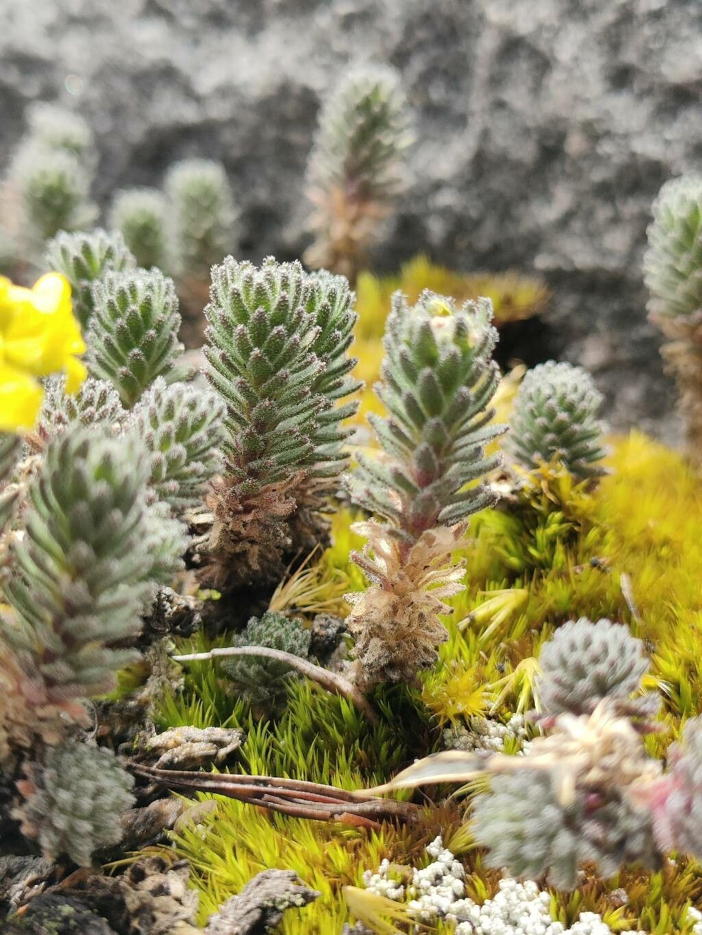 Draba litamo — houseplant care guide