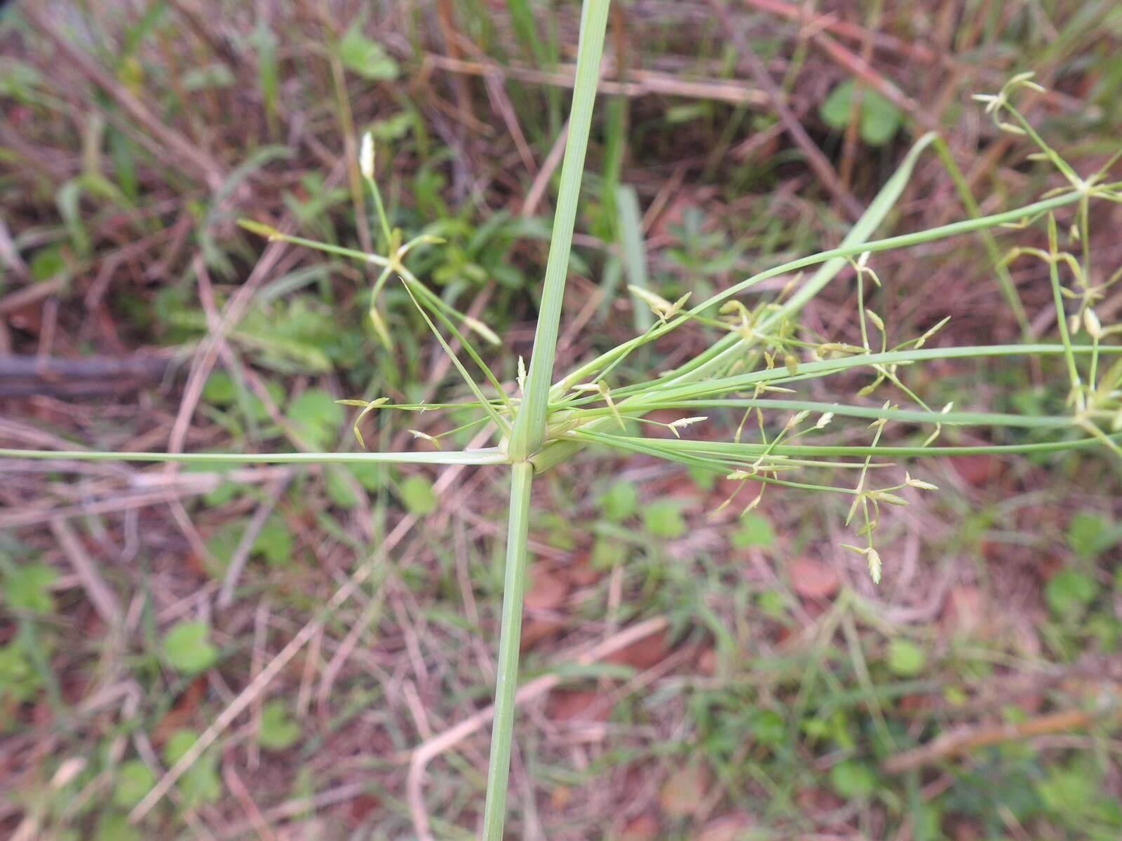 Cyperus tenuispica — houseplant care guide