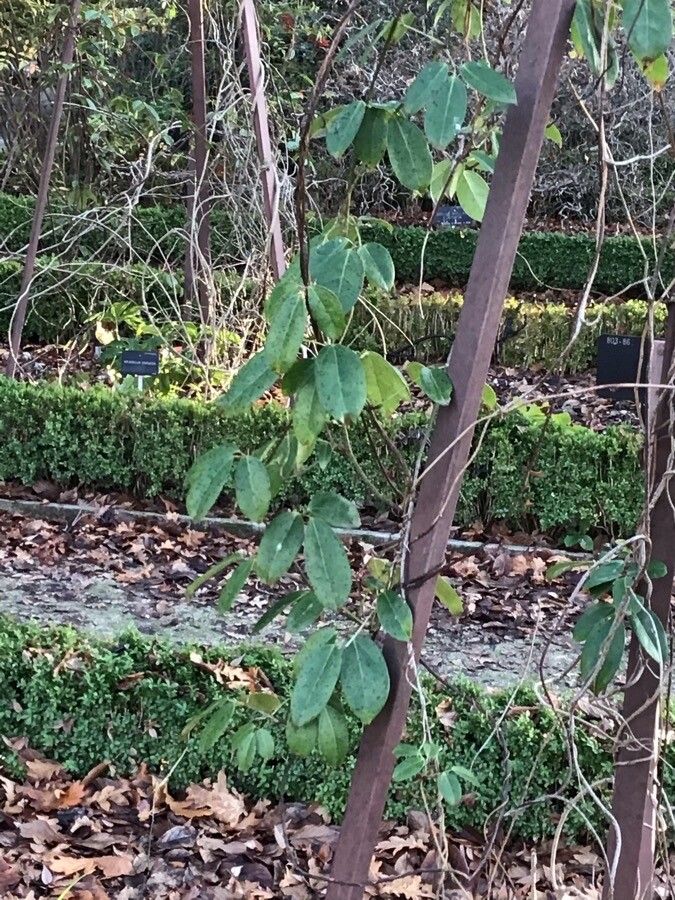 Stauntonia coriacea — related species from the same genus